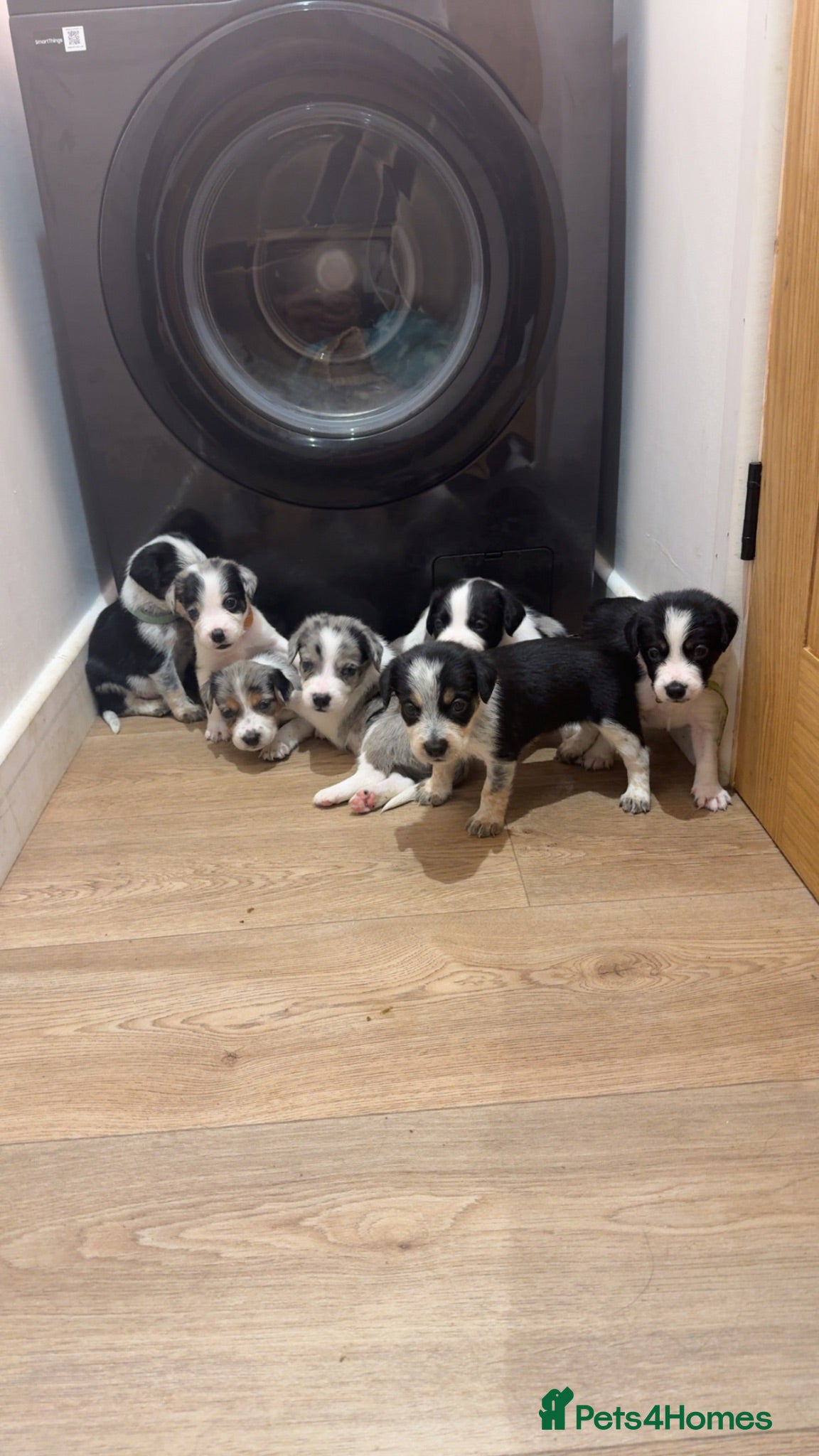 Mixed Breed dogs Collie/Cocker Mixed Puppies - Advert 14