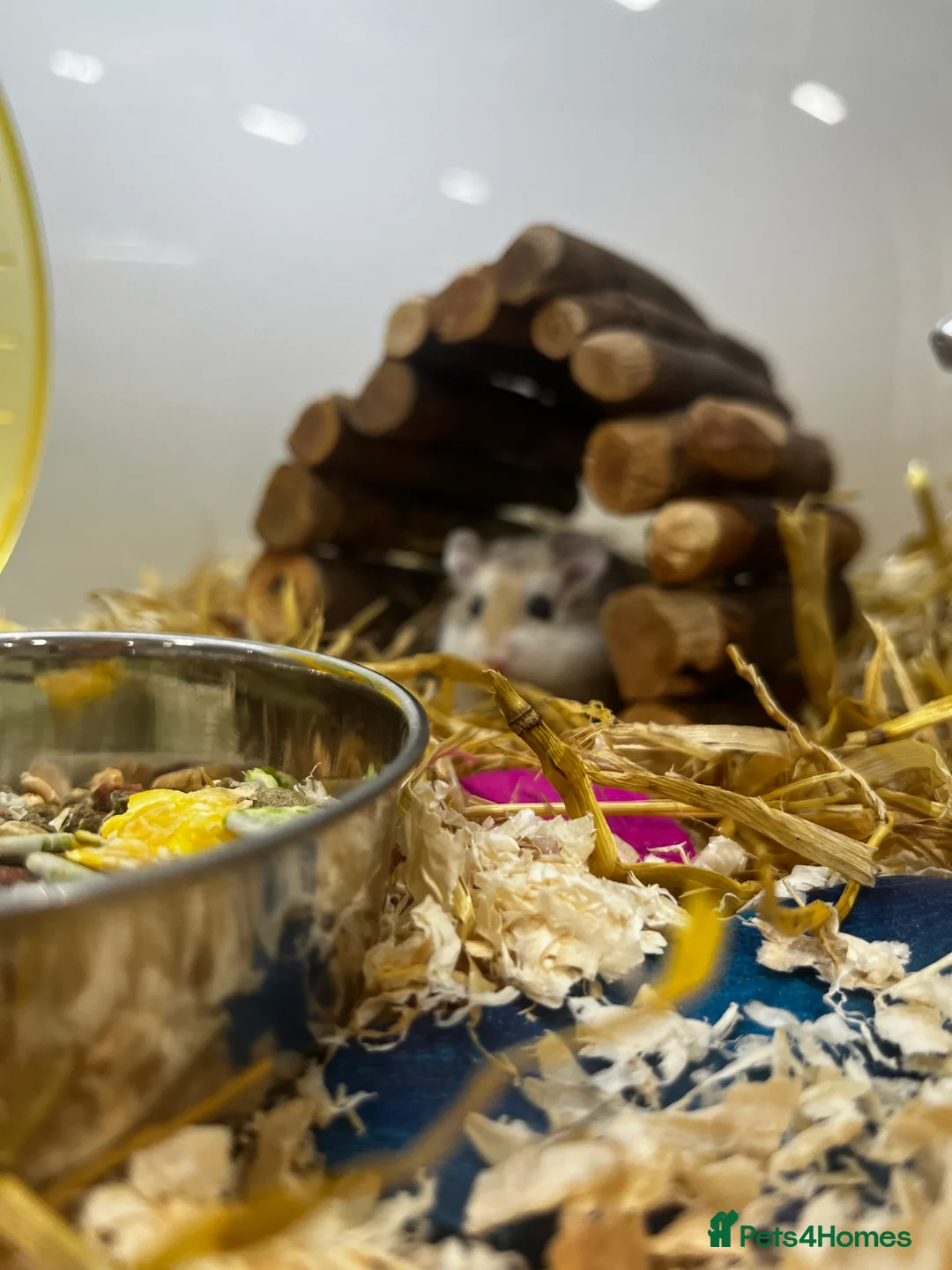 Hamster rodents for sale: Robovinski Hamster WITH CAGE in Nottingham - Advert 2