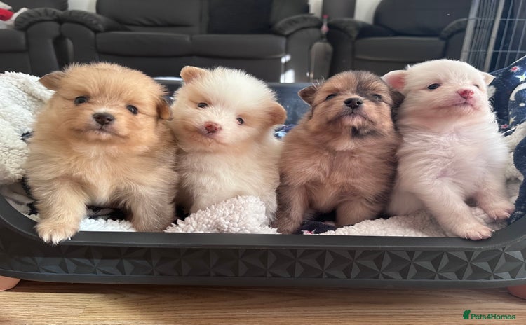 Pomeranian dogs - Advert 2