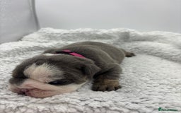 English Bulldog dogs for sale: 10 British Bulldog puppies 🐶  - Image 20