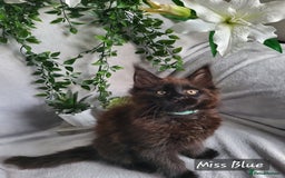 Maine Coon cats for sale: Beautiful Maine Coons  - Advert 14