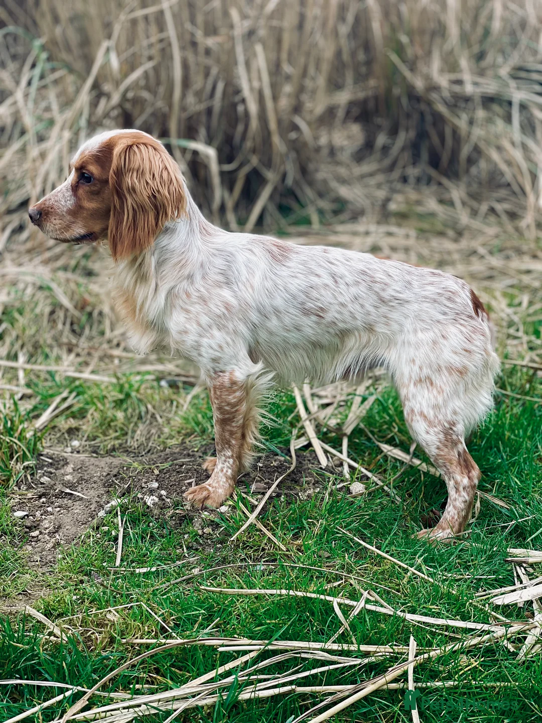 Cocker Spaniel dogs for stud: Working Cocker Stud  - Advert 1