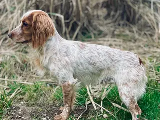 Cocker Spaniel dogs Working Cocker Stud - Advert 21