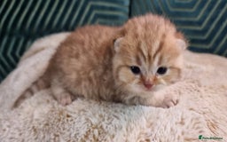 British Shorthair cats for sale: GOLDEN TABBY & COLOURPOINT BSH KITTENS - Image 7