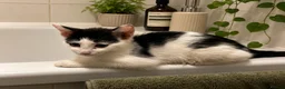 Mixed Breed cats for sale: 7 beautiful kittens  - Advert 2