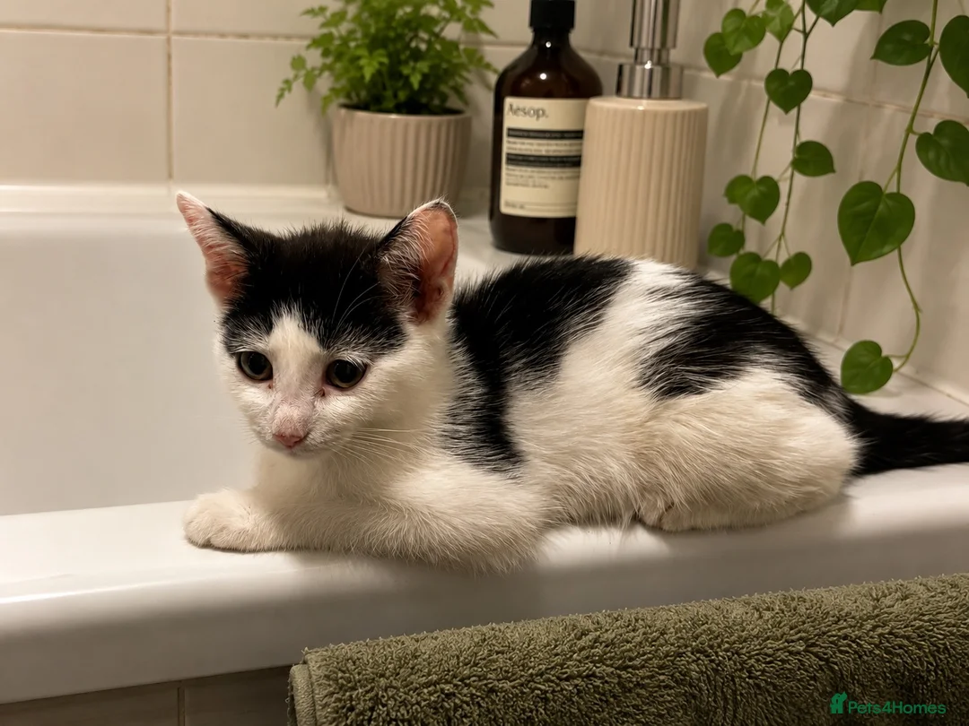 Mixed Breed cats for sale: 7 beautiful kittens  - Advert 2