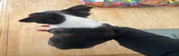 Boston Terrier dogs for sale: Kc reg Stunning full collar Boston terriers  - Advert 12