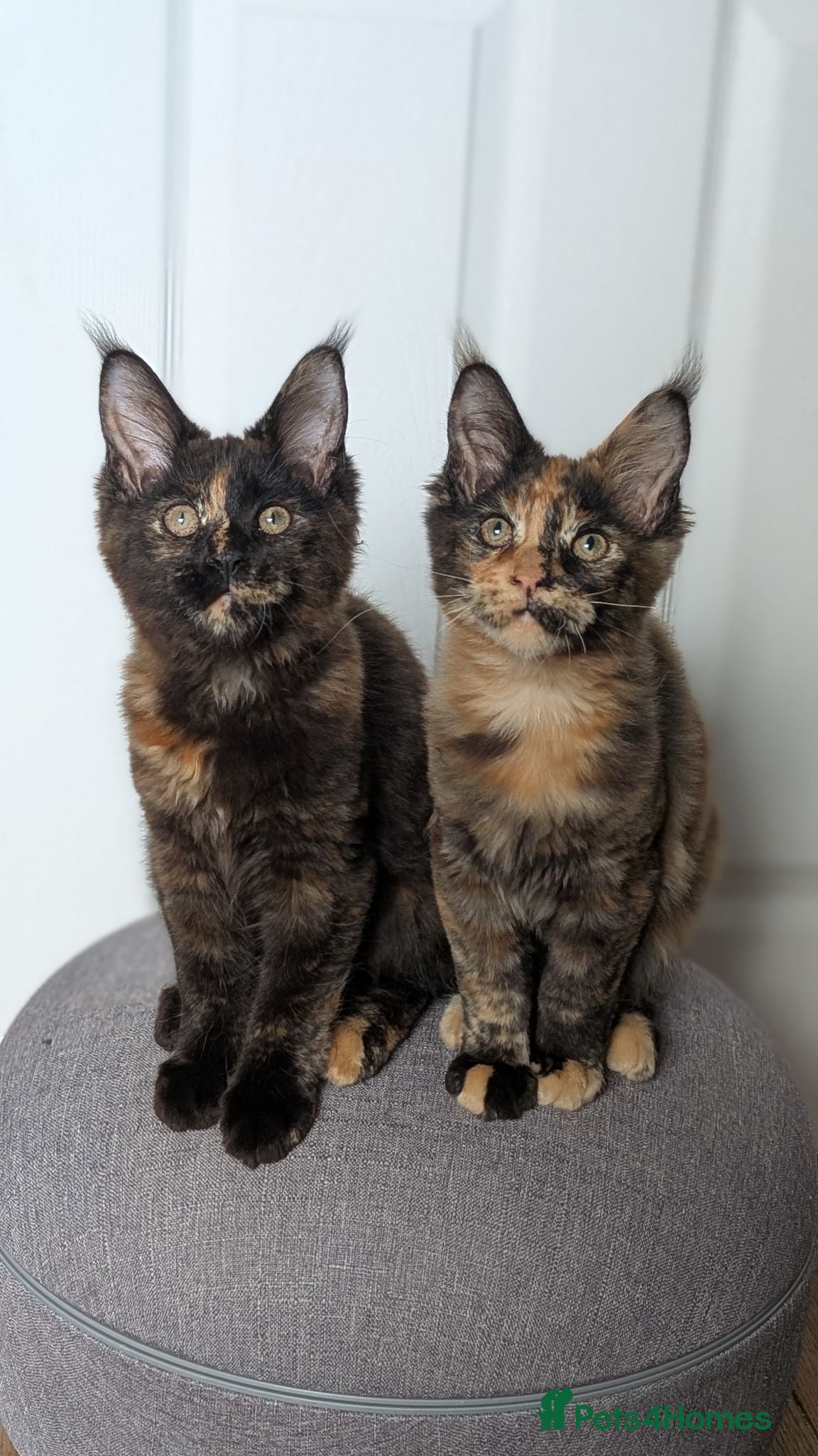 Maine Coon cats Tica Registered Maine coon kittens - Advert 1