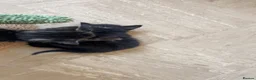 Mixed Breed cats for sale: Three black kittens  - Advert 20