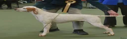 Pointer dogs for stud: Pointer available for stud  - Advert 1