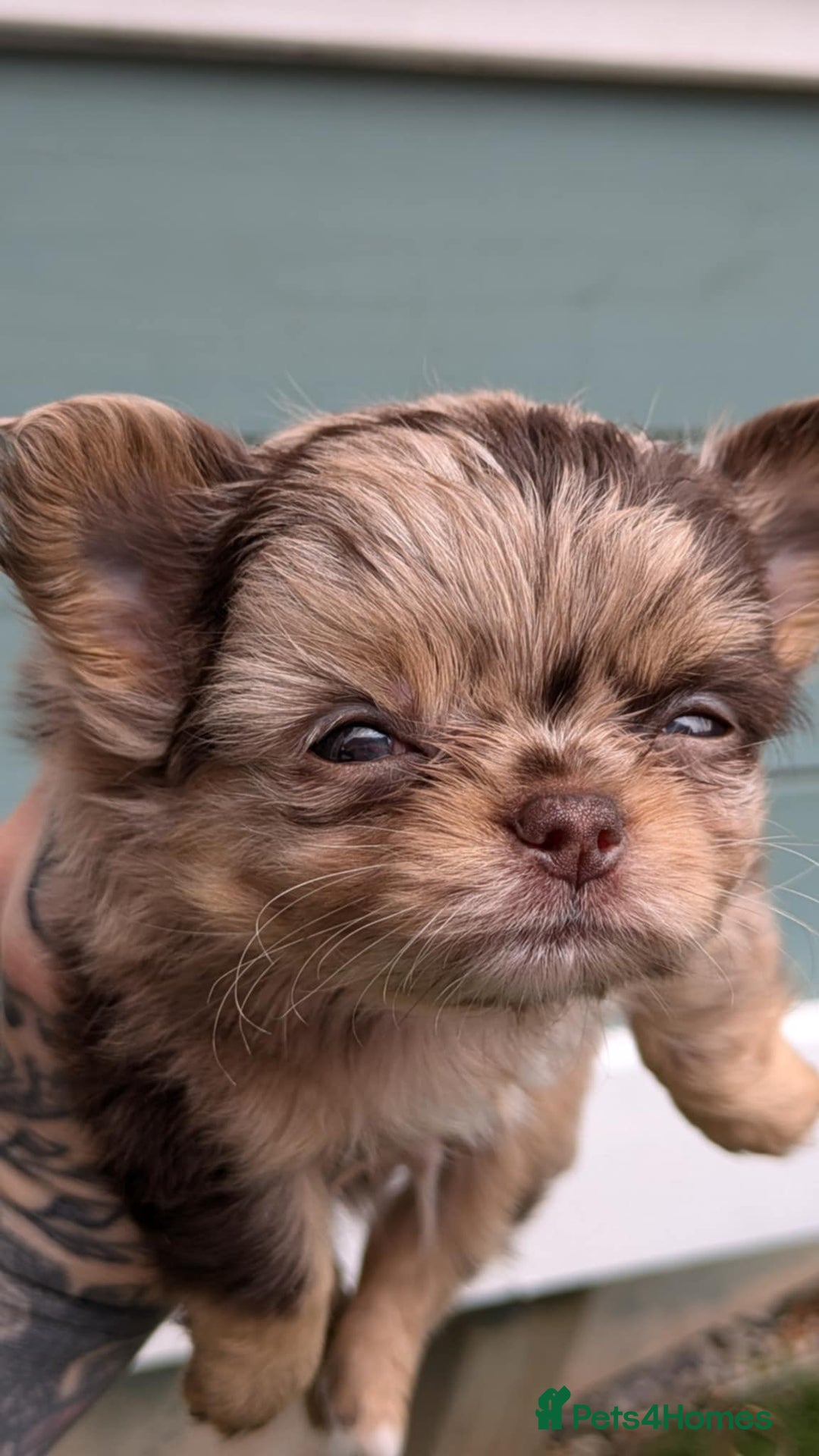 Chihuahua dogs for stud: Merle Chihuahua Stud - Image 8