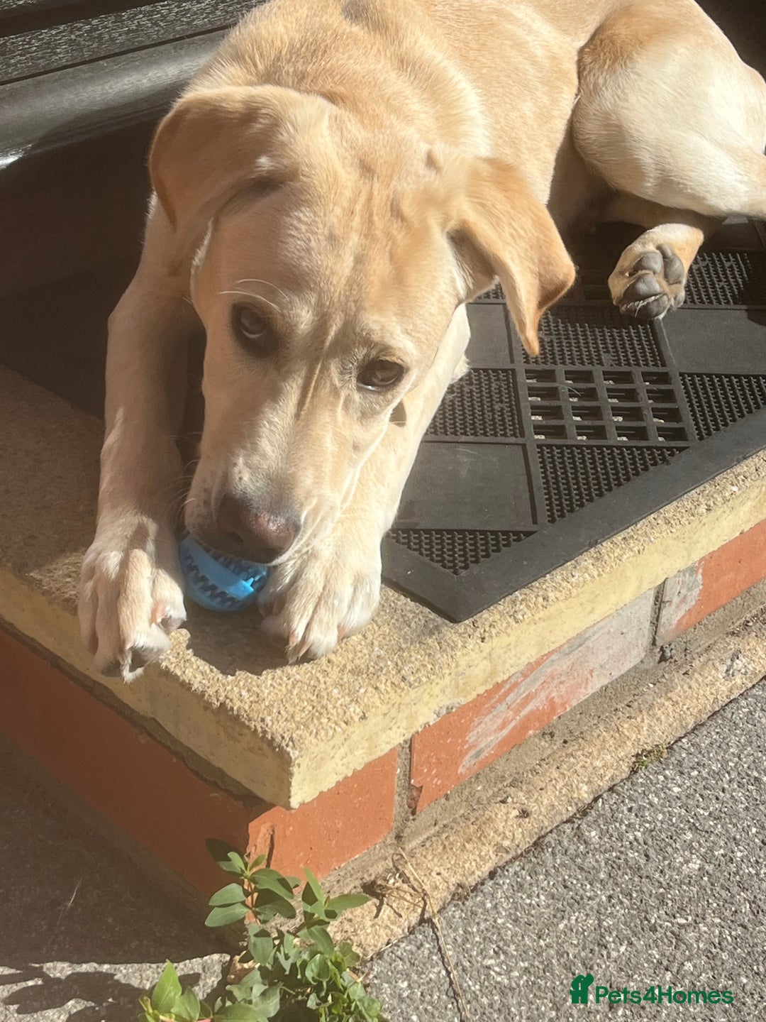 Labrador Retriever dogs for sale: 5 Month old Labrador  Retriever for Sale  - Image 6