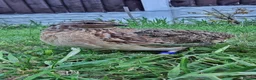 Quail poultry for sale: 🐣 Live Coturnix Jumbo Quail for Sale - Advert 29