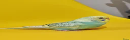 Budgerigars birds for sale: Budgies 8 weeks old - Advert 4