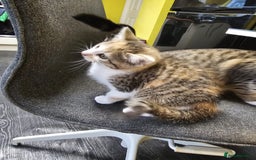 British Shorthair cats for sale: 🐱Four  Sisters Looking for Their Forever Homes!  - Image 22