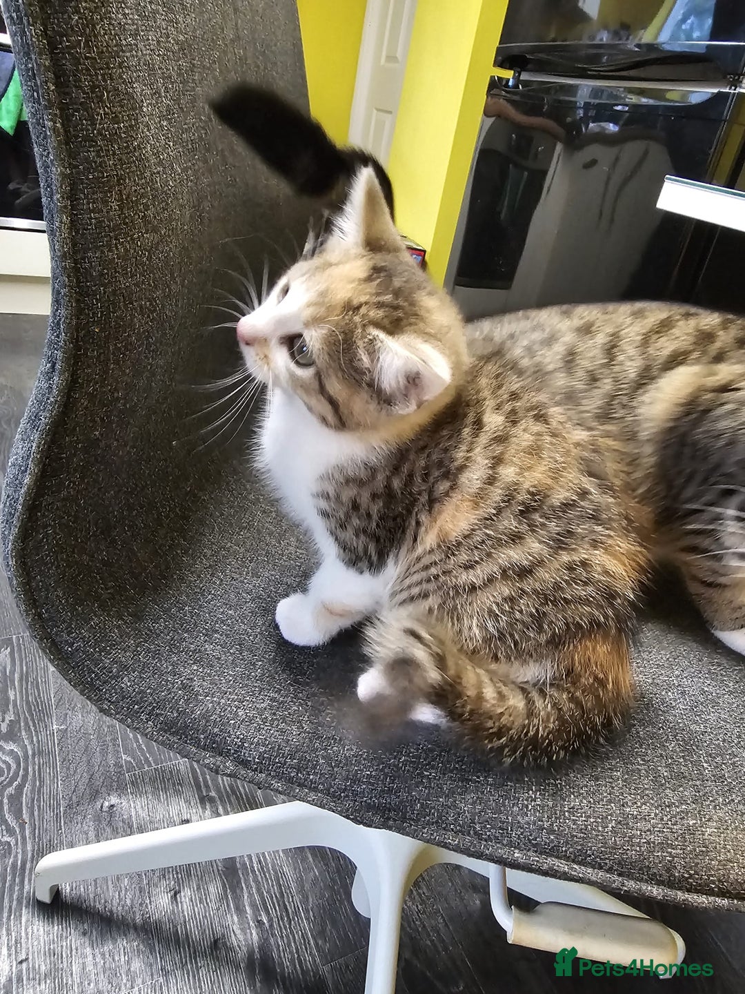 British Shorthair cats for sale: 🐱Four  Sisters Looking for Their Forever Homes!  - Image 22