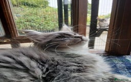 Maine Coon cats for sale: Maine Coon Kittens - Image 10