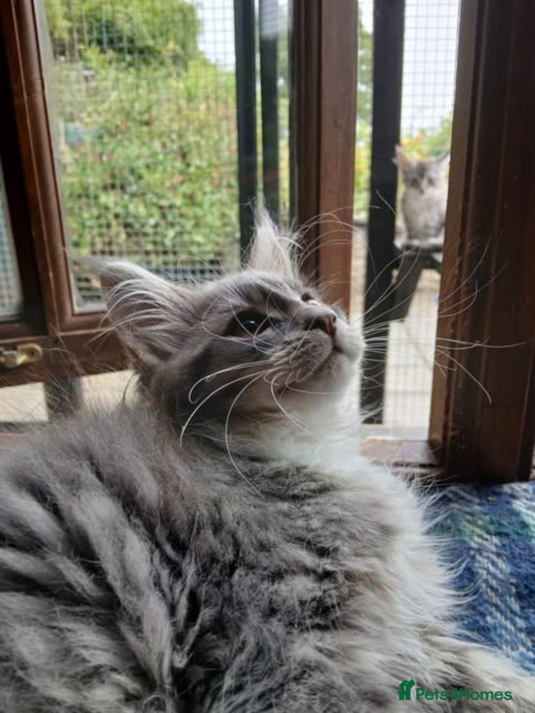 Maine Coon cats for sale: Maine Coon Kittens - Image 10