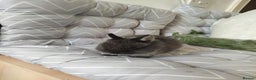 Netherland Dwarf rabbits for sale: Netherlands dwarf rabbits - Advert 4