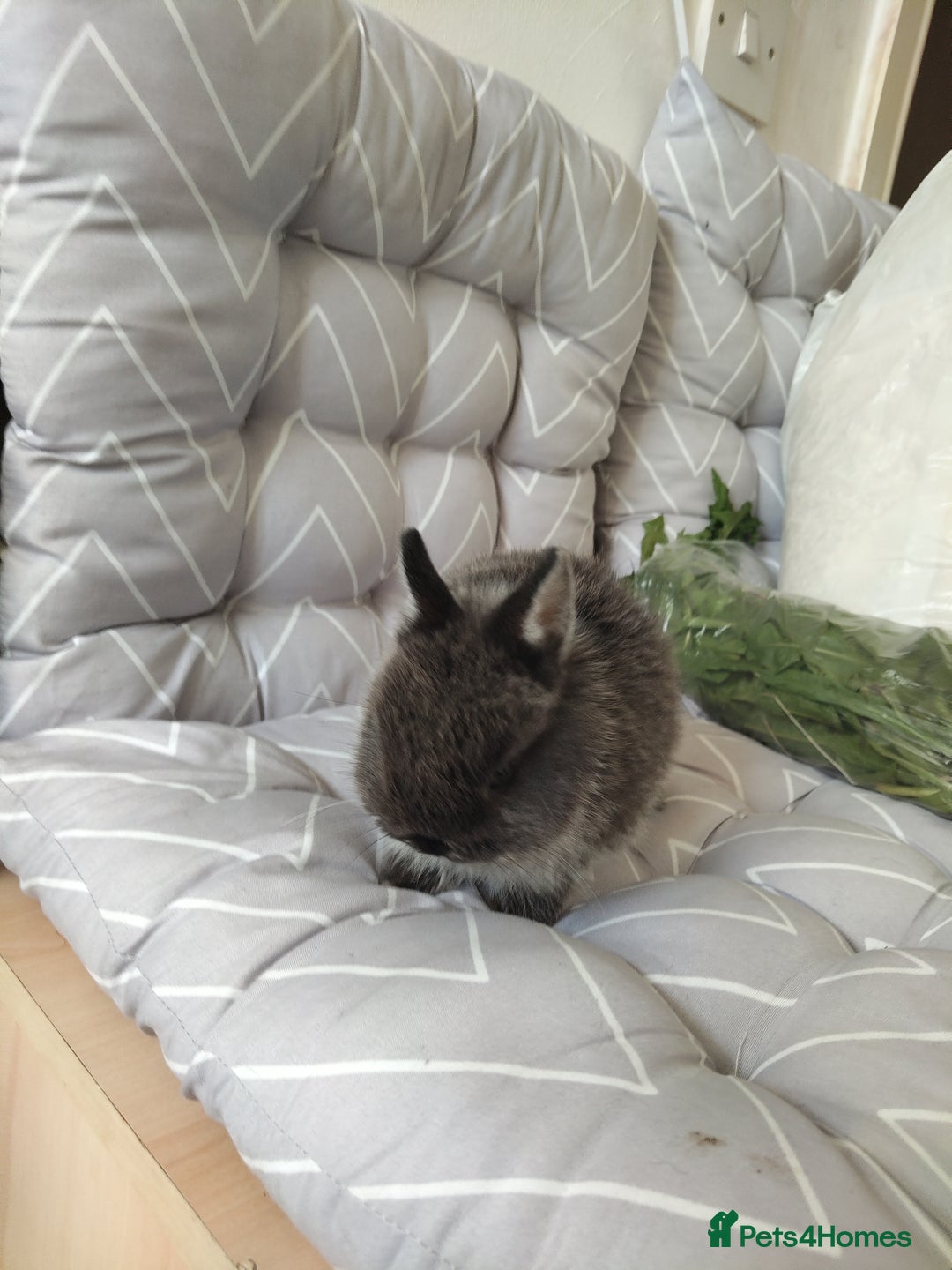 Netherland Dwarf rabbits for sale: Netherlands dwarf rabbits - Advert 4
