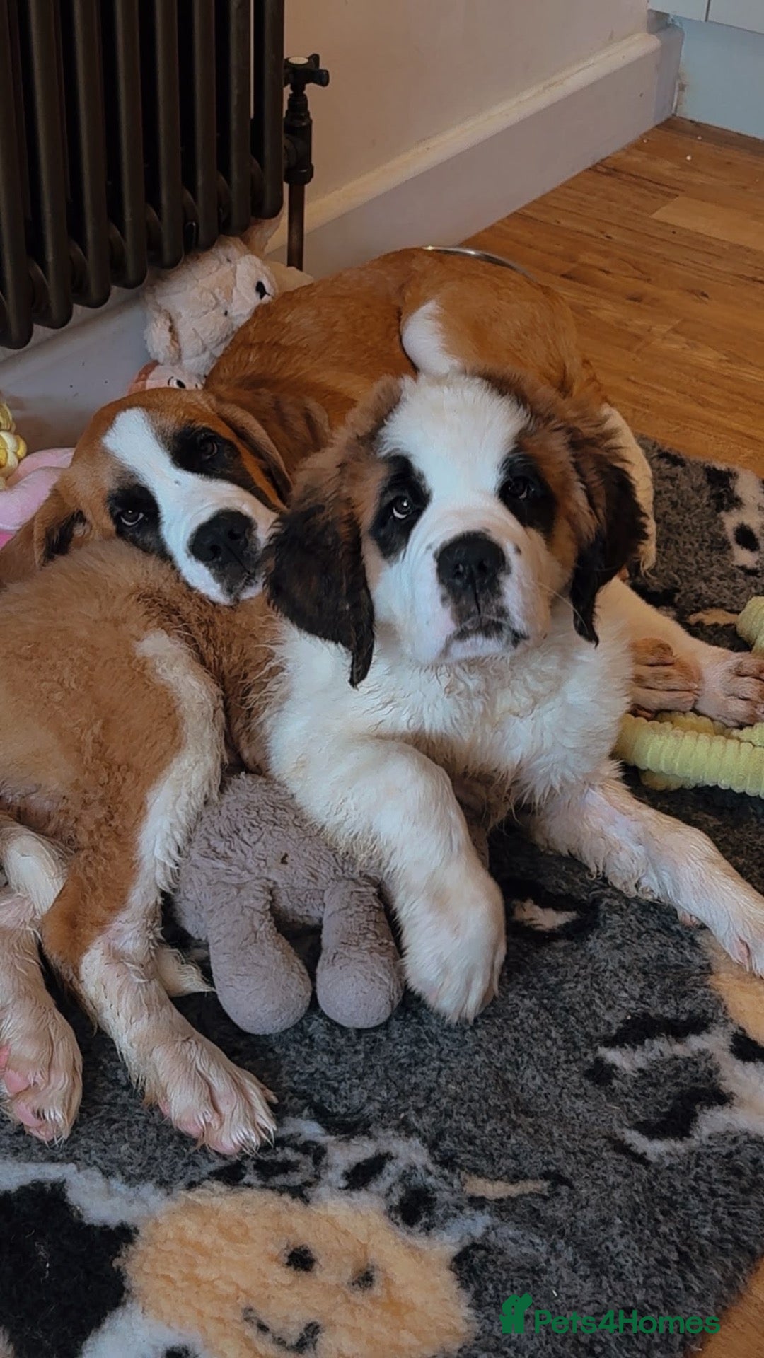 Saint Bernard dogs Female Saint Bernard - Advert 1