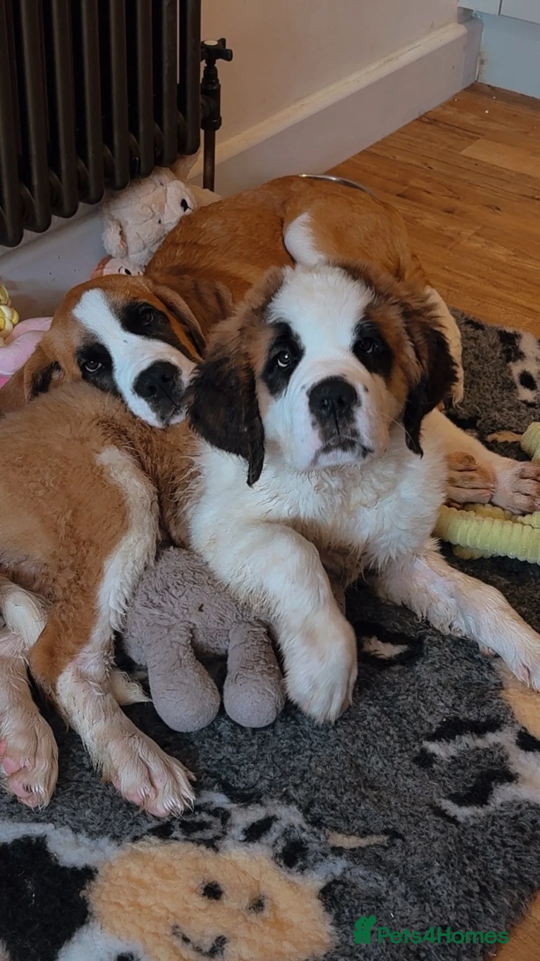 Saint Bernard dogs for sale: Female Saint Bernard - Advert 1