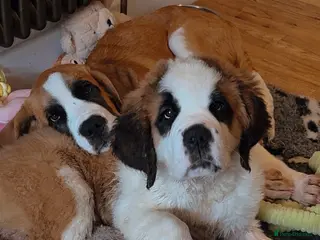 Saint Bernard dogs Female Saint Bernard - Advert 1