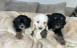 Cockapoo dogs for sale: Adorable F1 cockapoo puppies  - Image 3