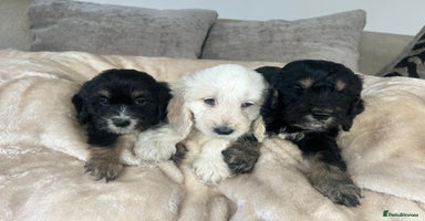 Cockapoo dogs - Advert 1