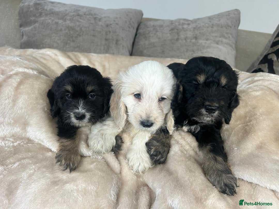 Cockapoo dogs for sale: Adorable F1 cockapoo puppies  - Image 3