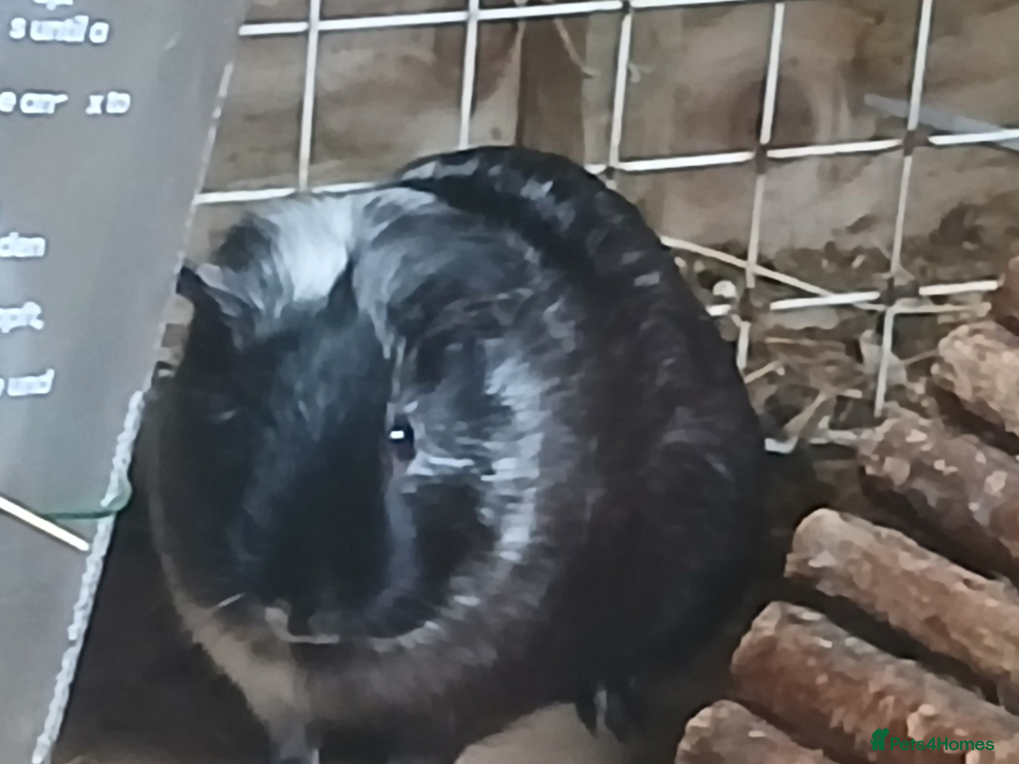 Guinea Pig rodents Sow Guinea Pigs for sale.  - Advert 8