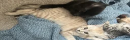 Mixed Breed cats for sale: Maples kittens in Colchester - Advert 4