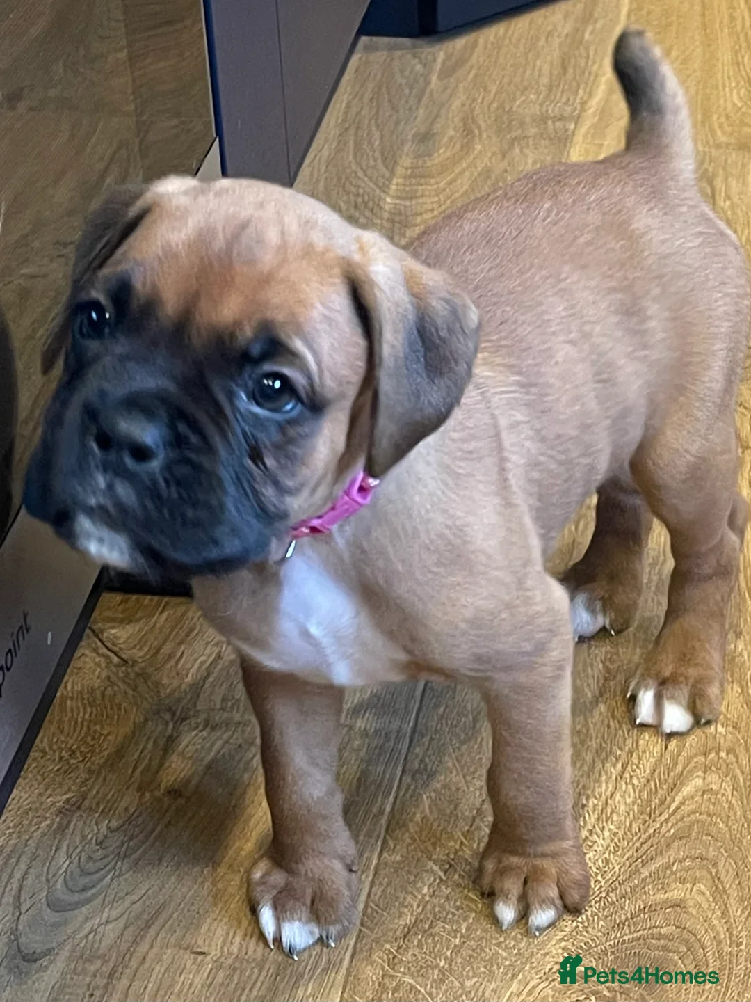Boxer dogs for sale:  Stunning KC reg bobtailed boxers *1 girl left* - Advert 18