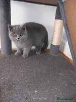 British Shorthair cats Championship Bloodline Blue BSH GCCF - Advert 16