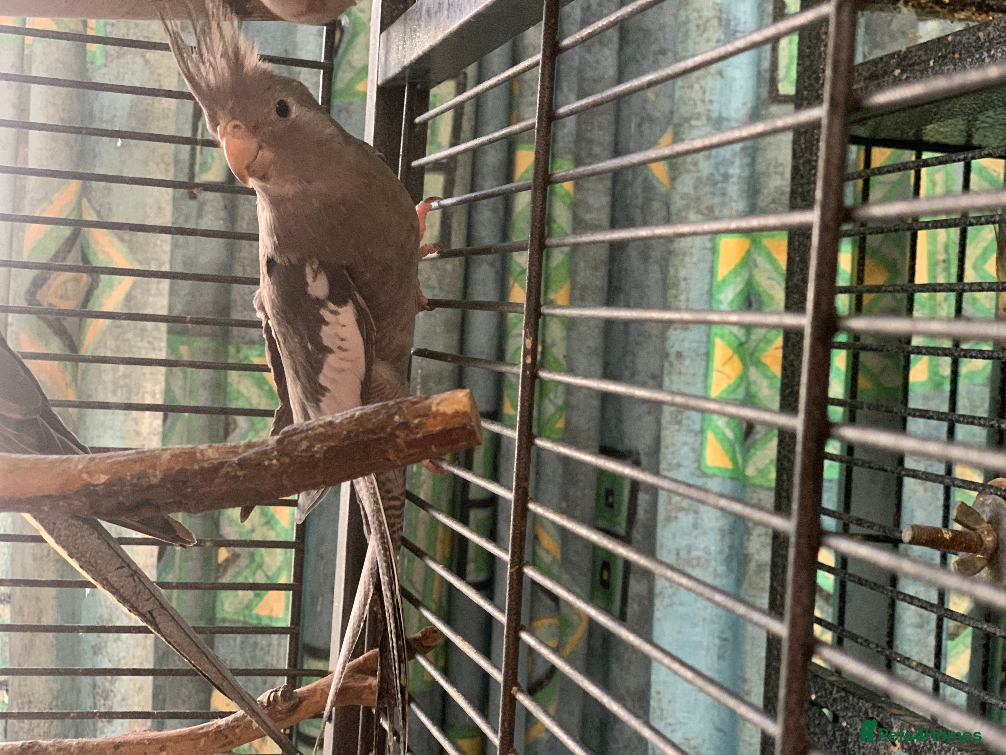 Cockatiels birds  cockatiels parrots for sale  - Advert 3