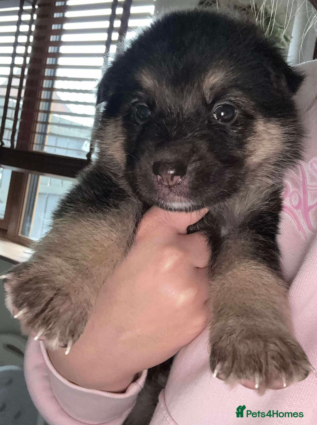 Shepsky dogs for sale: Beautiful puppies  - Image 8