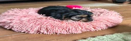 Mixed Breed dogs for sale: Cavalier x Biewer terrier  - Advert 3