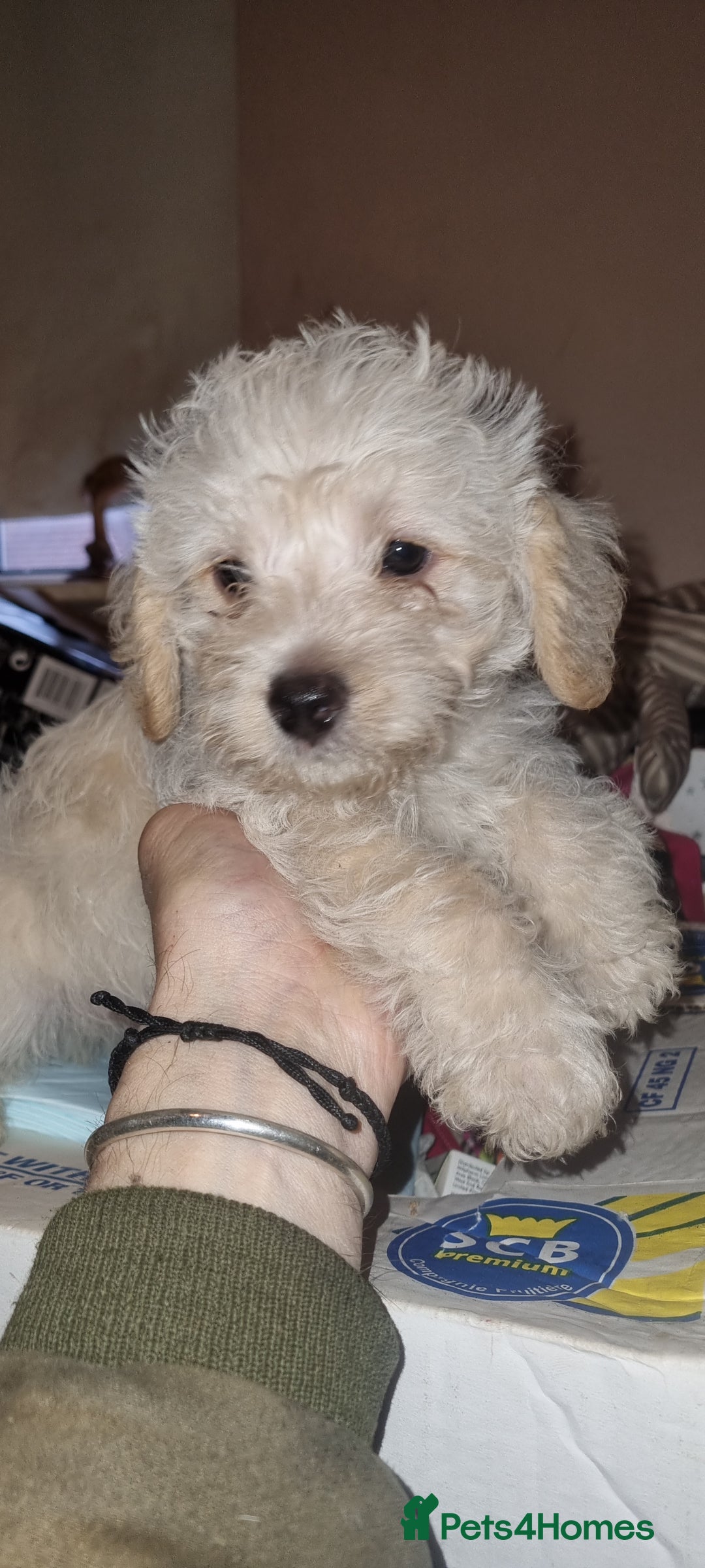 Westiepoo dogs for sale: WESTIEPOOS MAGiCAL X's SUPER SMOOTH SILKY n SOFT - Advert 2