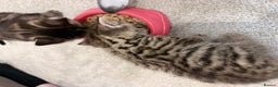 Domestic Shorthair cats for sale: 2x Tabby Cats (1x Male and 1x Female) - Advert 9
