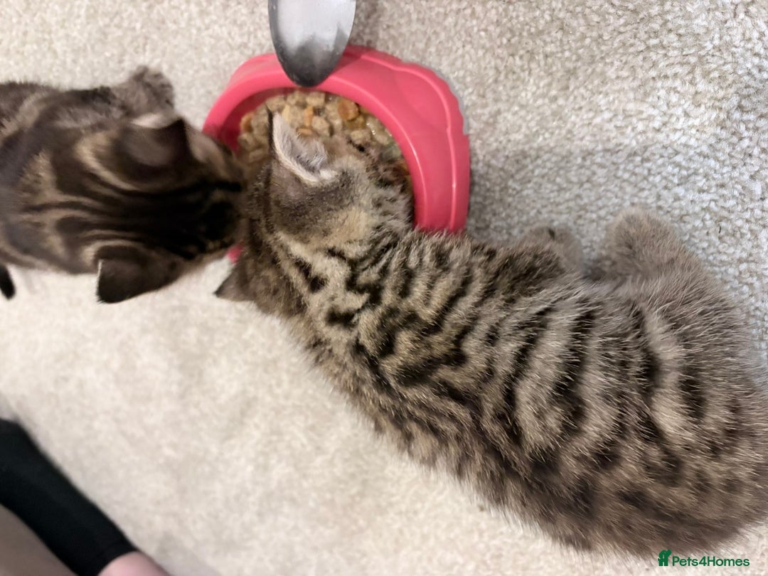 Domestic Shorthair cats for sale: 2x Tabby Cats (1x Male and 1x Female) - Image 9