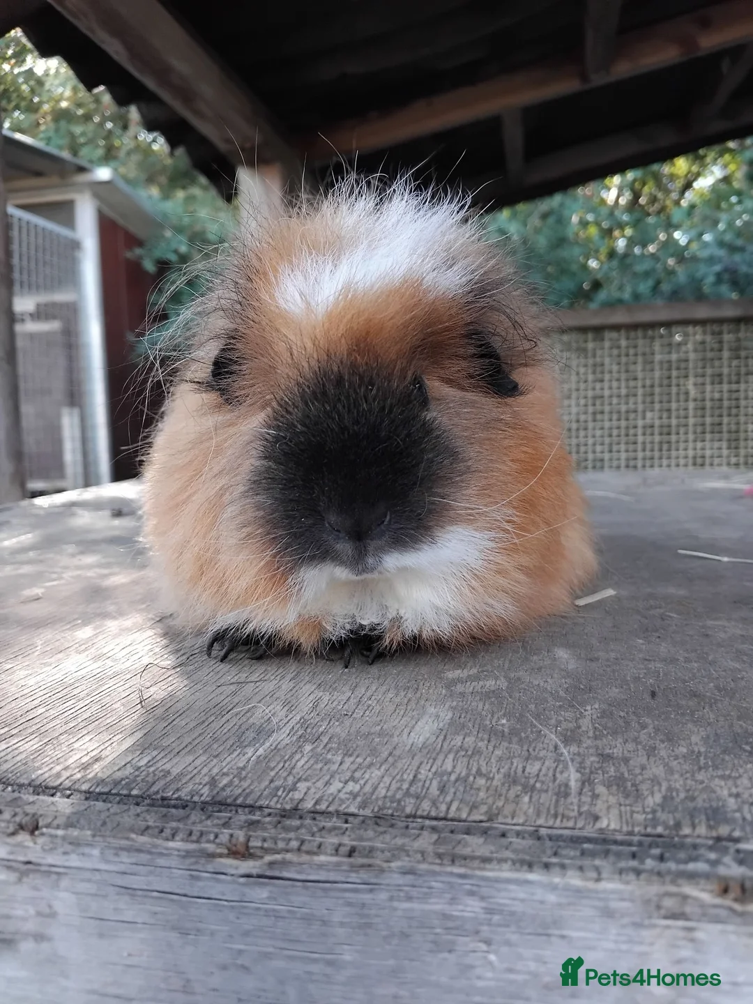 Guinea Pig rodents for sale: Retired Swiss Sows - Advert 2