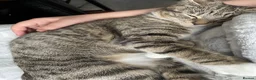 Mixed Breed cats for sale: Laila in Liverpool - Advert 10