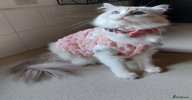 Ragdoll cats - Advert 4