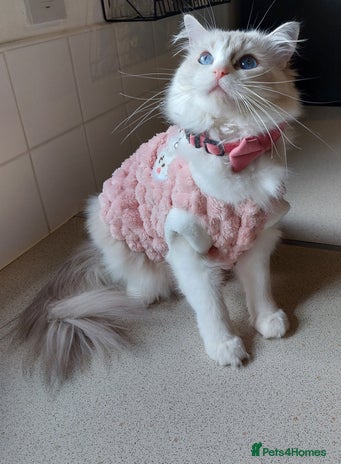 Ragdoll cats - Advert 9