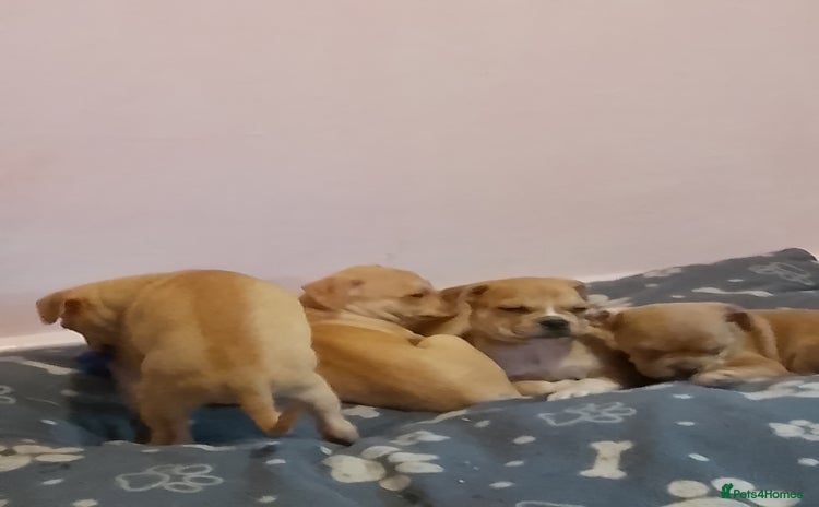 Mixed Breed dogs - Advert 3
