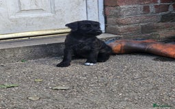Patterdale Terrier dogs for sale: 2 Adorable Farm-Bred Girls.  - Image 6