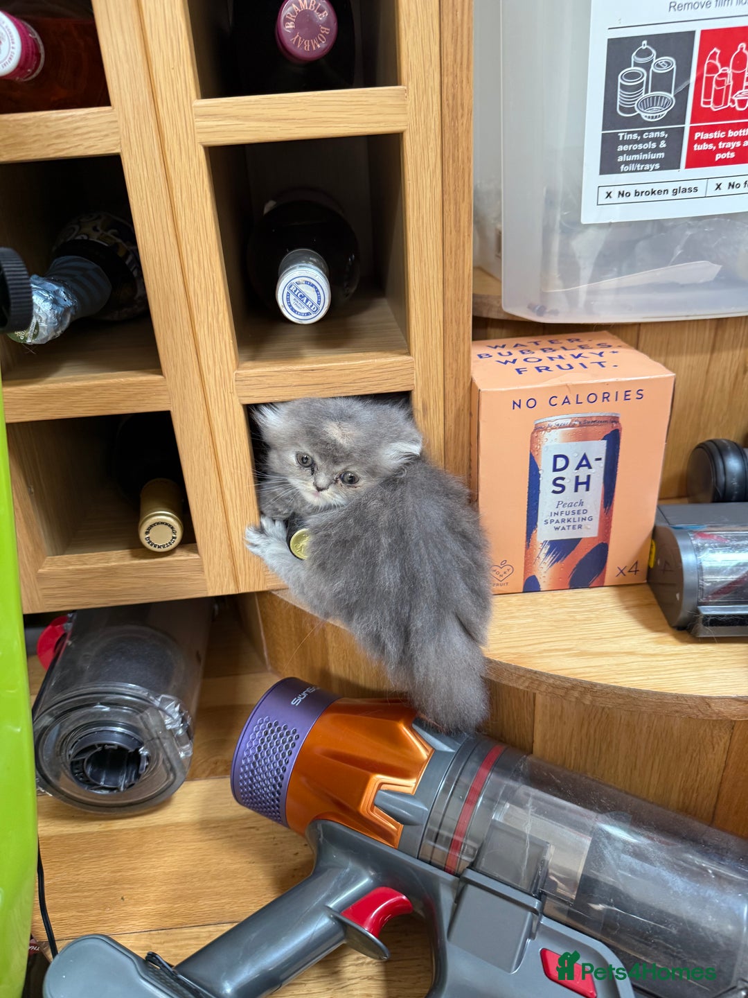 Persian cats for sale: Himalayan Persians - Image 6