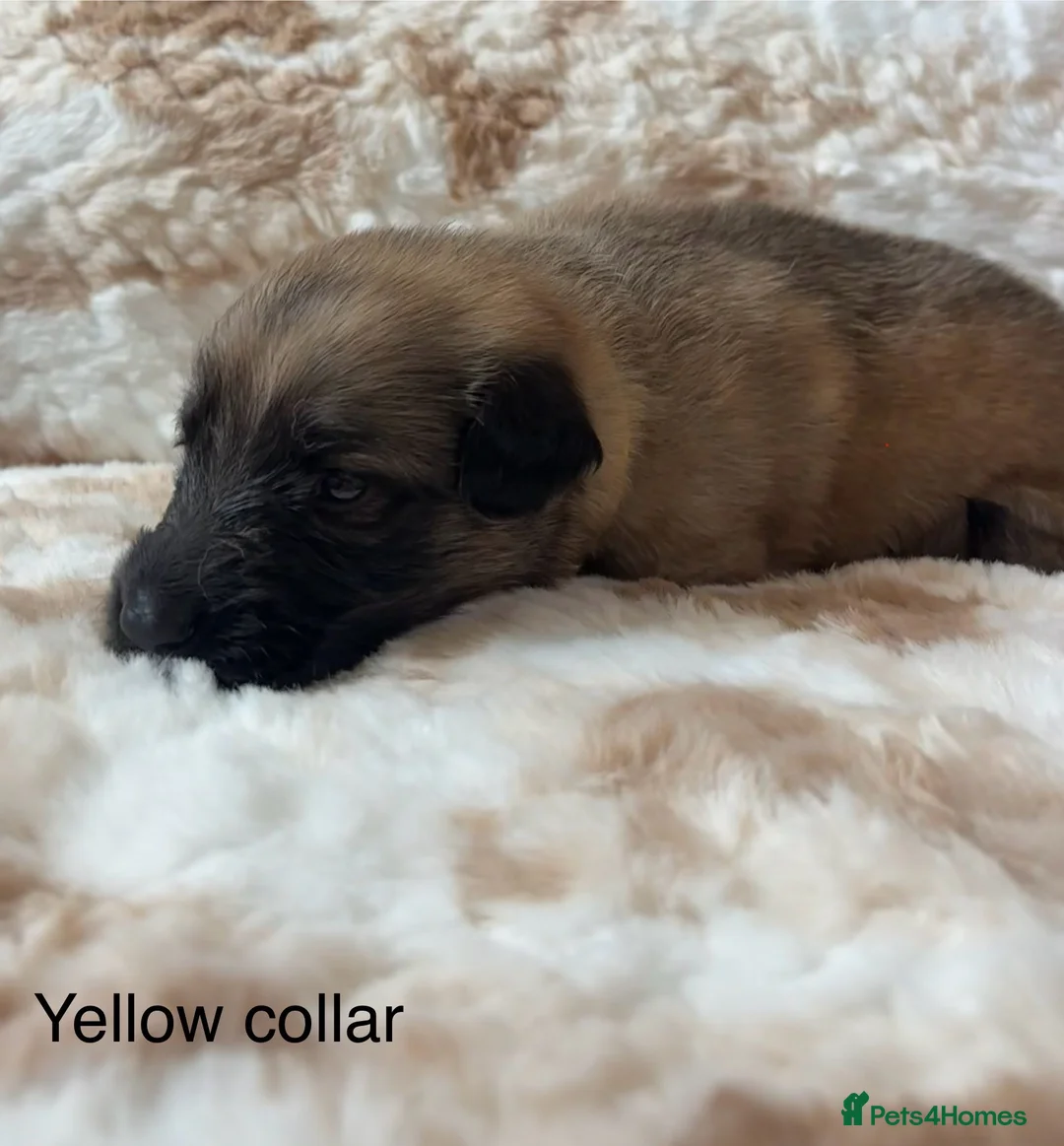 German Shepherd dogs for sale: Beautiful German Shepherd Cross Puppies - Advert 31