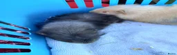 Guinea Pig rodents for sale: Baby swiss boys  - Advert 2