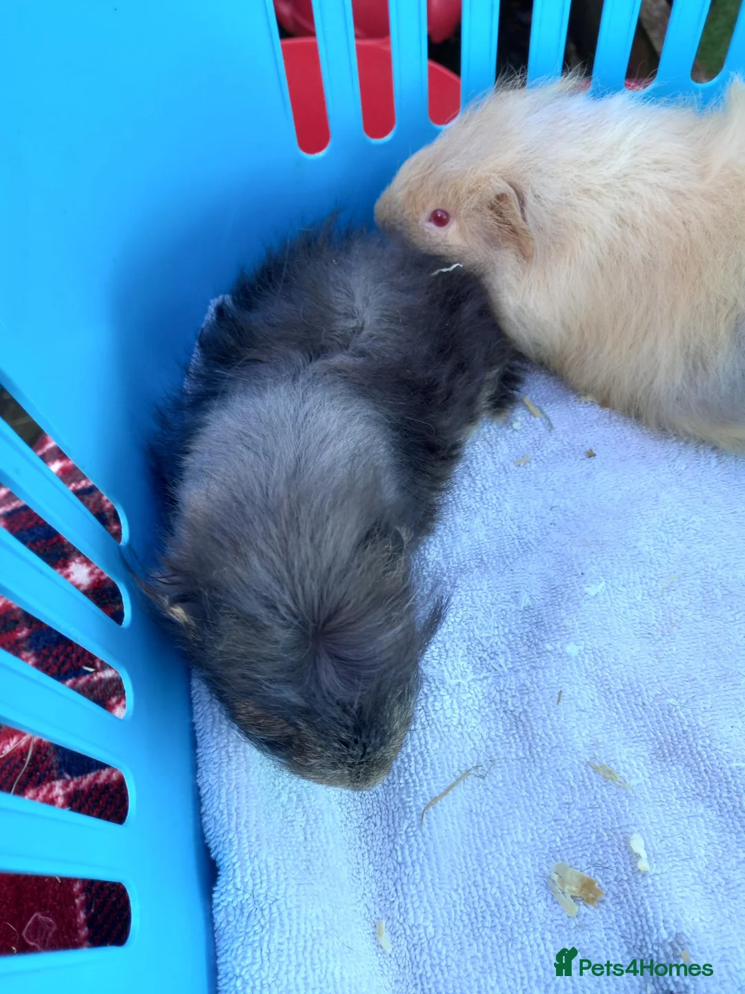 Guinea Pig rodents for sale: Baby swiss boys  - Advert 2